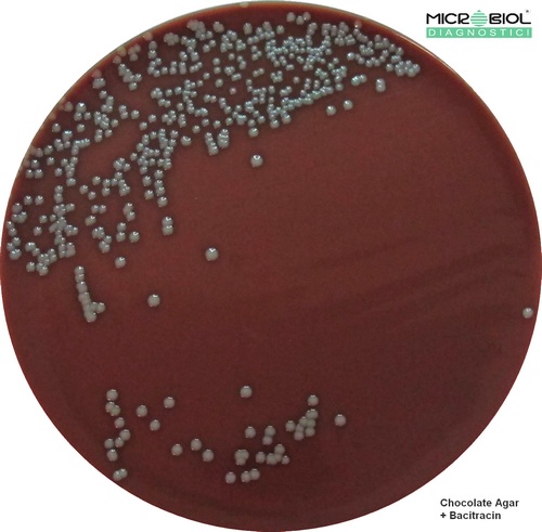 CHOCOLATE VITEX AGAR