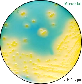 CLED AGAR